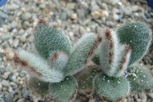 兔耳家族品种大全，为你扒一扒萌萌哒兔耳家族