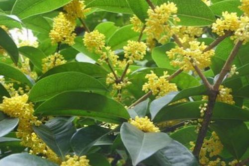 月月桂叶子干枯了怎么办，花农教你三招轻松解决