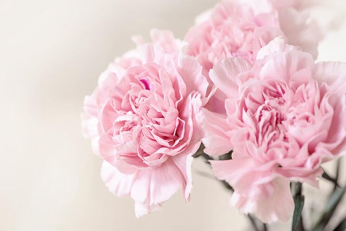 送老师什么花好 这些花适合而且寓意又好