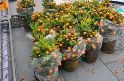 春节适合摆什么花？适合春节在家里放的花卉绿植