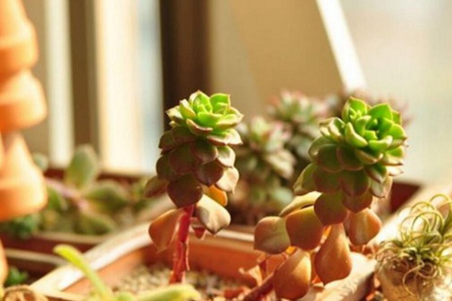 多肉植物徒长, 多肉植物徒长怎么办?砍头是妙招