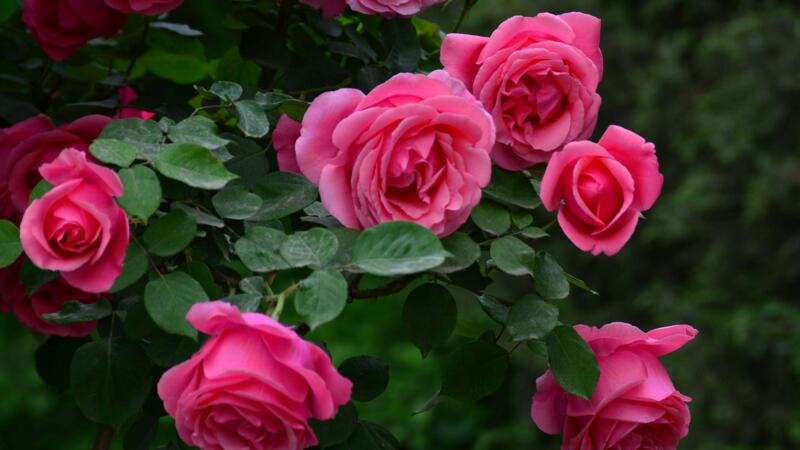 藤本月季修剪方法