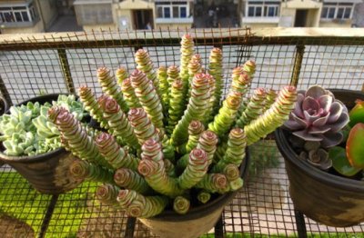 植物钱串子怎么养