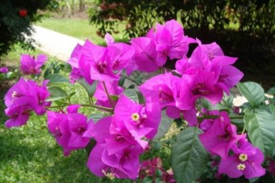 三角梅夏天怎么养？三角梅夏季的养殖方法和注意事项