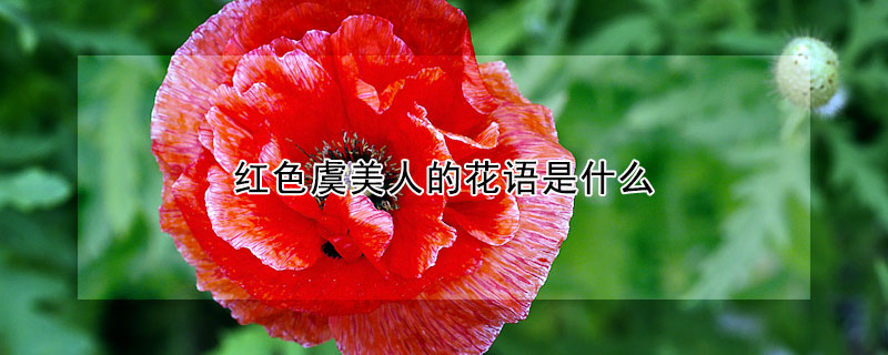 红色虞美人的花语是什么
