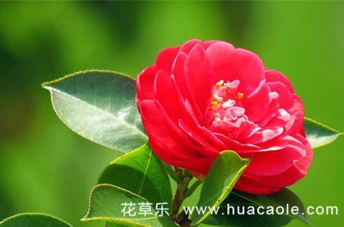 十二月花神之十一月的花神山茶花花语和传说