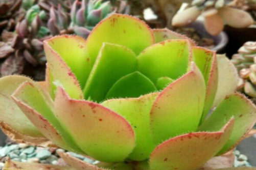 相思染多肉的养殖方法，谁在彼岸待花开,半寸相思染粉黛