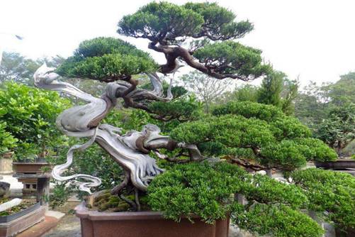 玩盆景，选哪些树种不仅保值而且升值空间还很大