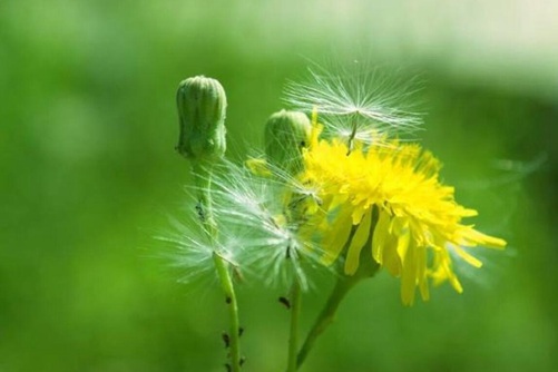 鸦葱和蒲公英是一种植物吗，鸦葱和蒲公英的功效与作用介绍