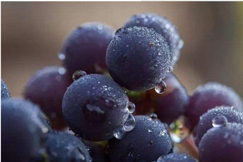 葡萄怎么洗才干净？教你一招干净、快速又省事