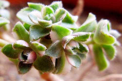 适合冬天种的多肉,冬季六大热门多肉品种
