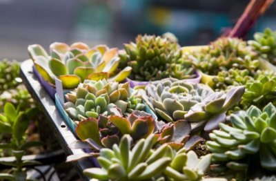 多肉植物的养护要点