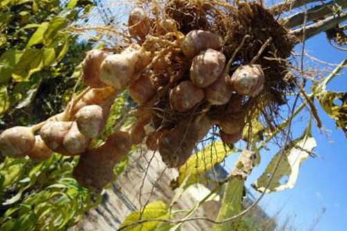 菊宇的功效，孕妇可以吃菊宇吗