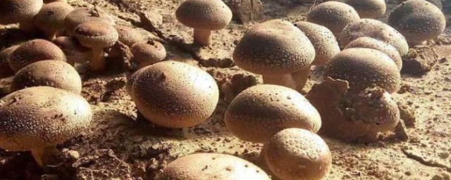 香姑怎么种植 如何种植香菇